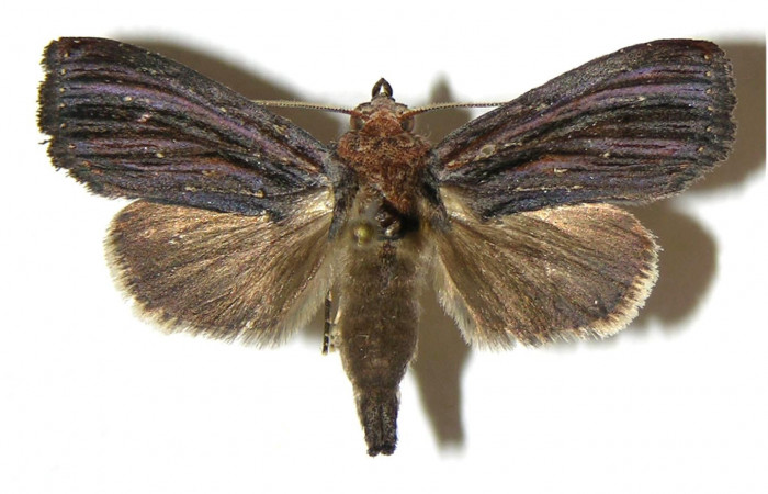Figura 9. Adulto de <i>Antiopha multilinea</i> (Notodontidae), macho vista dorsal, localidad Río Francia Arriba Sector Rincón Rain Forest ACG (400m). Voucher: 04-SRNP-42425-DHJ310832.jpg.