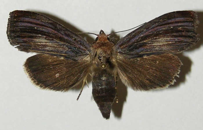Figura 7. Adulto de <i>Antiopha multilinea</i> (Notodontidae), hembra vista dorsal, localidad Quebrada Sucia Sector San Cristóbal ACG (660m). Voucher: 04-SRNP-525-DHJ302298.jpg.