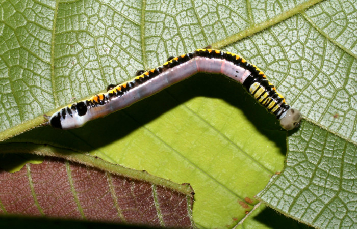 Figura 4. Larva <i>Antiopha multilinea</i> (Notodontidae), último estadío (U) vista dorsal, localidad Sendero Manguera Estación Quica Sector Pitilla ACG (470m). Voucher: 08-SRNP-71649-DHJ444475.jpg.