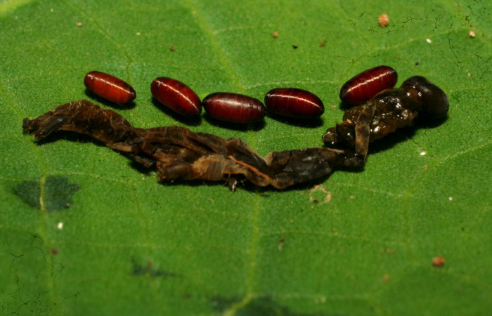 Figura 11. Puparios de parásitos <i>Ceromya</i> Janzen08 (Tachinidae), que ataca <i>Antiopha multilinea</i> (Notodontidae), localidad Sendero Cuestona Sector Pitilla ACG (640m). Voucher: 11-SRNP-31446-DHJ494246.jpg.