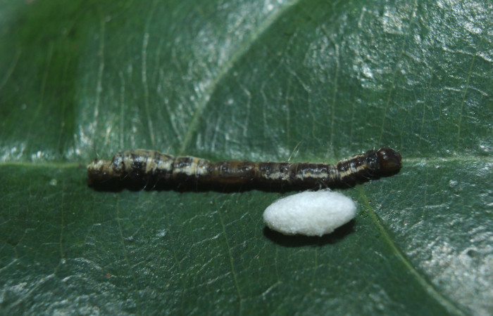 Figura 12. Capullo de parásito <i>Diolcogaster</i> Choi125 (Braconidae), que ataca <i>Antiopha multilinea</i> (Notodontidae), localidad Medrano Estación Quica Sector Pitilla (ACG) (380m). Voucher: 14-SRNP-72191-DHJ726655.jpg.