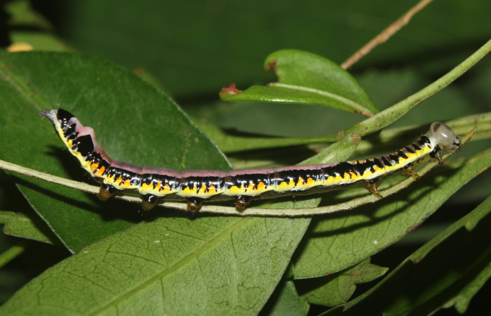 Figura 3. Larva </i>Antiopha multilinea</i> (Notodontidae), último estadío (U) vista lateral, localidad Sendero Manguera Estación Quica Sector Pitilla ACG (470m). Voucher: 18-SRNP-71278-DHJ742644.jpg.