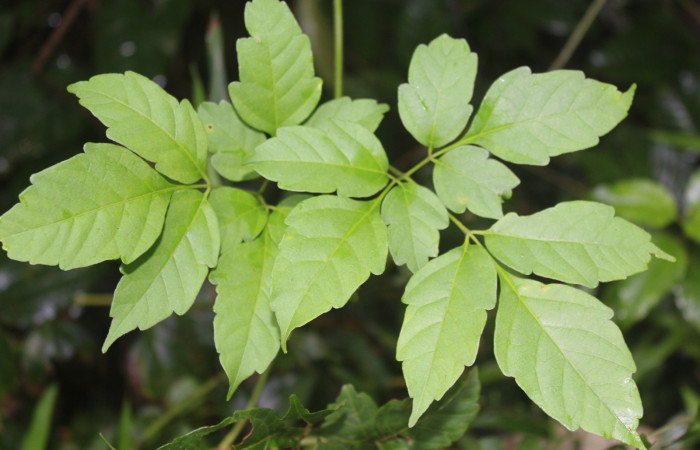 Figura 13. Planta hospedera de <i>Antiopha multilinea</i> (Notodontidae), planta llamada <i>Serjania schiedeana</i> (Sapindaceae), localidad Quebradona Estación Quica Sector Pitilla ACG (475m), foto: Ricardo Calero 05 Noviembre 2018.