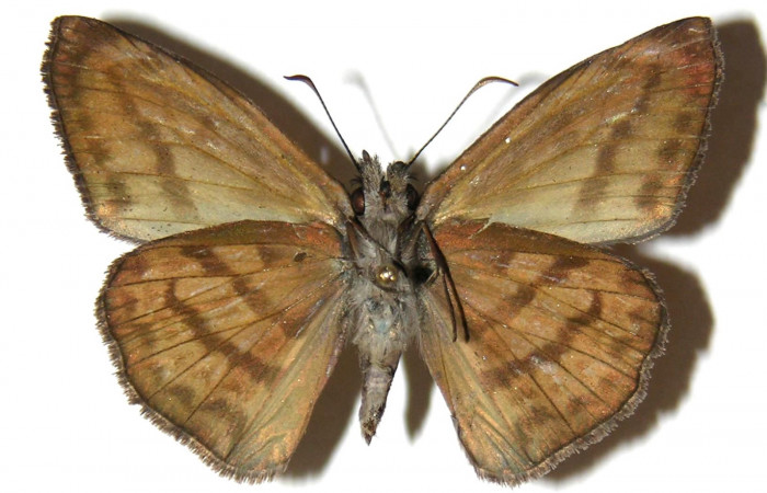 Fig 14. Adultos <i>Timochares trifasciata</i>. vista dorsal (macho) alcanzan a medir 40 mm en alas abiertas.
Voucher 04-SRNP-14041-DHJ306723