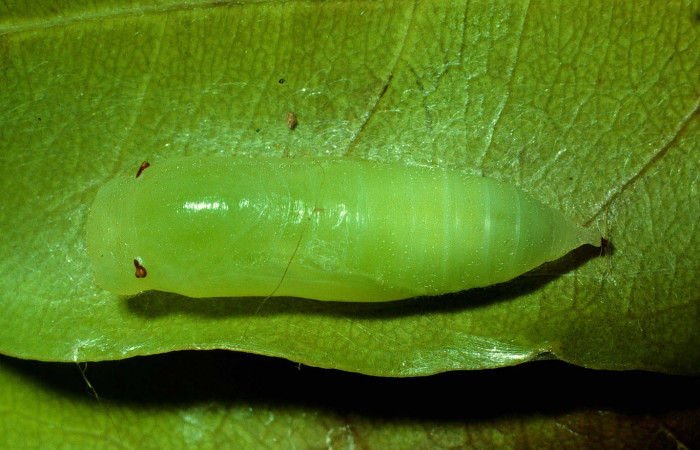 Fig 10. Pupa de larva <i>Timochares trifasciata</i>. vista dorsal entero. Voucher 92-SRNP-1099-DHJ15103.jpg