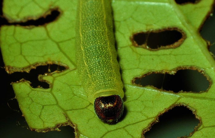  Fig 5. Larva <i>Timochares trifasciata</i>, mostrado cara. Voucher 92-SRNP-4434-DHJ16528.jpg