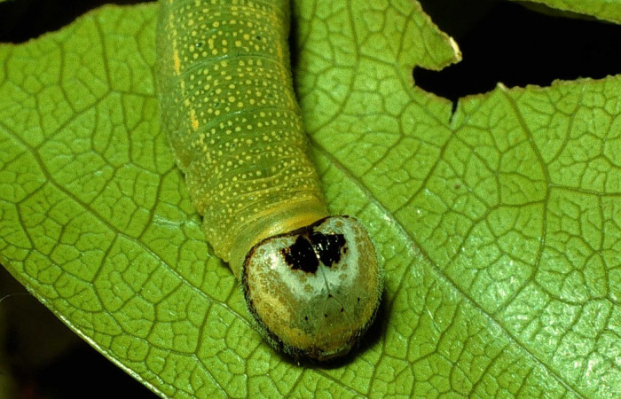 Fig 6.  Larva <i>Timochares trifasciata</i>. vista dorsal tórax
Voucher 92-SRNP-663-DHJ14942.jpg