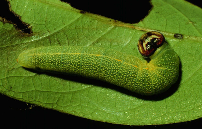 Fig 4. Larva <i>Timochares trifasciata</i>, vista dorsal entero.
Voucher 93-SRNP-3300-DHJ26403.jpg