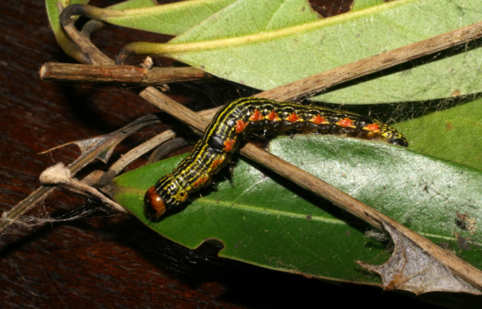 Figura 9.  Larva de <i>Accinctapubes</i> albifasciataDHJ01 lateral en último estadio.  (05-SRNP-59110-DHJ408482)