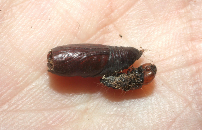 Figura 17. Detalle  de parásito  <i>Podogaster vitticollis</i> de la familia  Ichneumonidae, que atacan larva de <i>Accinctapubes</i> albifasciataDHJ02. (08-SRNP-56415-DHJ453563)