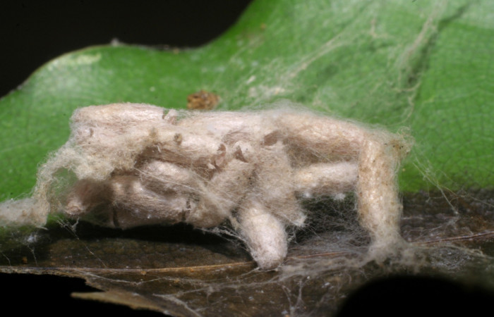 Figura 14. Capullo de Braconidae,  <i>Apanteles</i> glenriverai, parásito que ataca a la larva <i>Accinctapubes albifasciata</i>. (08-SRNP-57055-DHJ442916)