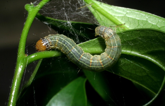 Figura 5. Larva de <i>Accinctapubes albifasciata</i> dorsal en último estadio.  (09-SRNP-55273-DHJ451831)