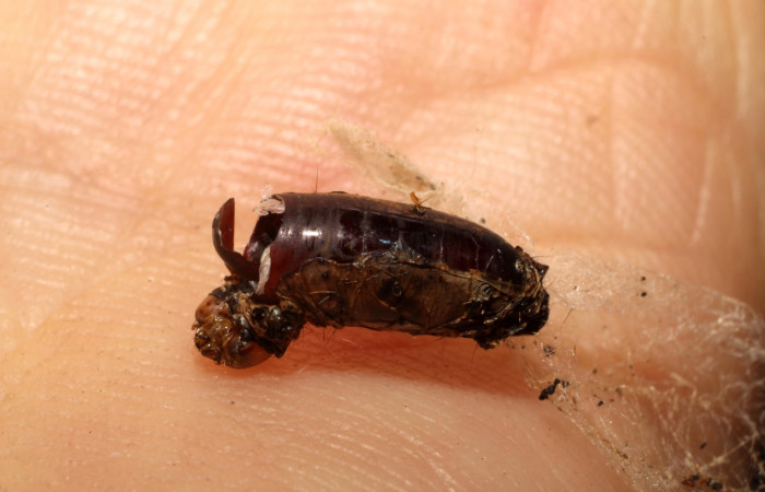 Figura 16. Detalle de exuvia de parásito  <i>Genea</i> Wood06 de la familia  Tachinidae, que atacan larva de <i>Accinctapubes</i> albifasciataDHJ01. (11-SRNP-12145-DHJ493861)