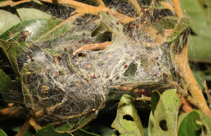 Figura 8. Larva de <i>Accinctapubes albifasciata</i> lateral en último estadio.  (18-SRNP-35409-DHJ734873)