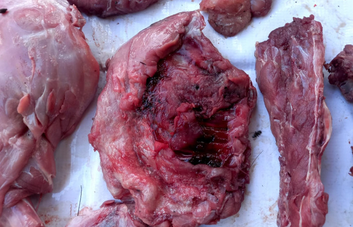 11 de abril 2022  El Pelón de la Bajura  Foto: BCAF.PSA