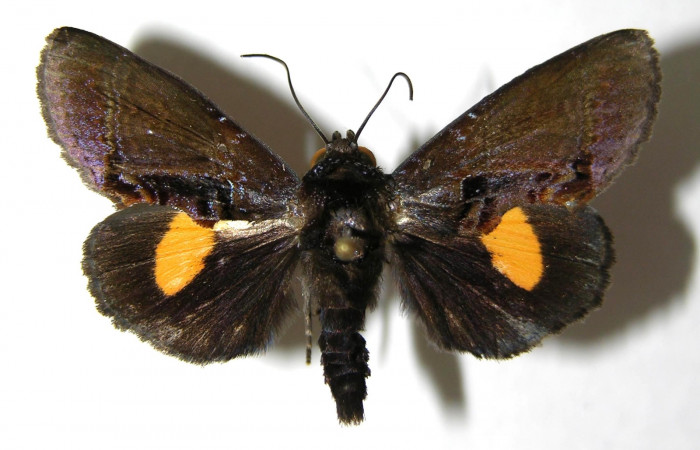  Adulto en posición dorsal de <i>Gonodonta sitia</i> (Erebidae). Sector San Cristóbal, Puente Palma. Voucher  06-SRNP-5091-DHJ350560.