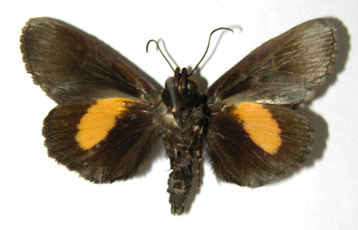  Adulto en posición ventral de <i>Gonodonta sitia</i> (Erebidae). Sector San Cristóbal, Puente Palma. Voucher  06-SRNP-5091-DHJ350561.