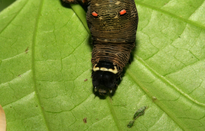  Cabeza en posición frontal de <i>Gonodonta sitia</i> (Erebidae), U estadio. Sector San Cristóbal, Puente Palma. Voucher 08-SRNP-4555-DHJ437550.jpg.