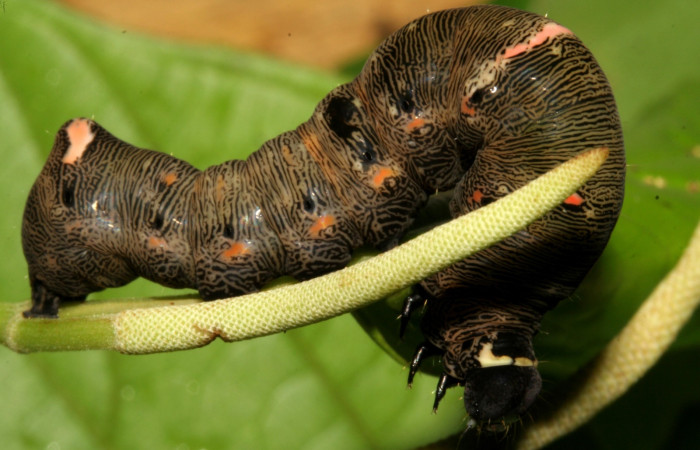  Larva en posición dorsal de <i>Gonodonta sitia</i> (Erebidae), U estadio. Sector San Cristóbal, Puente Palma. Voucher 08-SRNP-4555-DHJ437541.jpg.