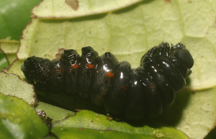  Prepupa de <i>Gonodonta sitia</i> (Erebidae). Sector Rincon Rain Forest, Flecha. Voucher  18-SRNP-81003-DHJ753245.jpg