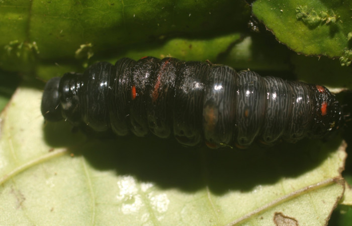  Prepupa de <i>Gonodonta sitia</i> (Erebidae). Sector Rincon Rain Forest, Flecha. Voucher  18-SRNP-81003-DHJ753247.jpg