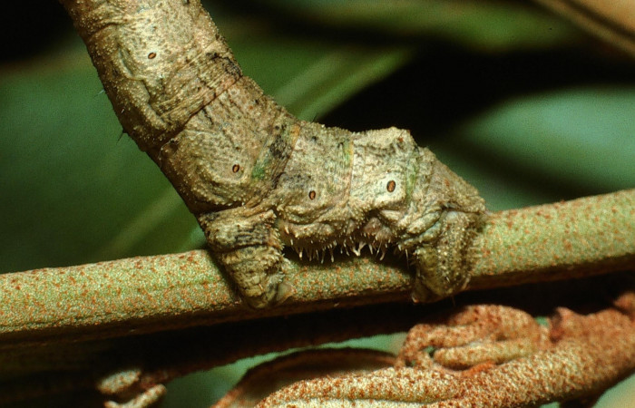 Figura 14.Parte posterior <i>Ischnopteris chavesi</i>, (Geometridae), en la planta <i>Hampea appendiculata</i> (Malvaceae). Sector Cacao, Estación Cacao, (elevación 1150 metros). Colectada 19 junio 2003. (03-SRNP-4664-DHJ73529.jpg).