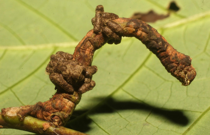 Figura 16. Capullos de parásito de la familia (Braconidae), de la larva <i>Ischnopteris chavesi</i>, (Geometridae). Sector Cacao, Sendero Derrumbe, (elevación 1220 metros). 5 febrero 2020. (20-SRNP-35133-DHJ770549.jpg).
