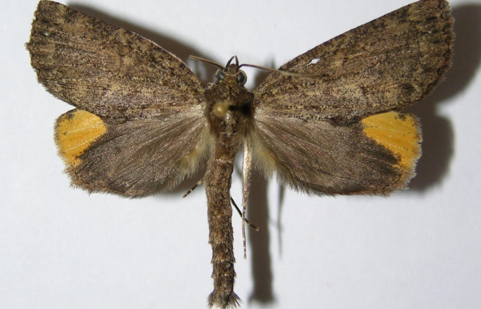 Figura 19. Adulto <i>Ischnopteris chavesi</i> (Geometridae), posición vista dorsal (macho). (01-SRNP-6415-DHJ325860).