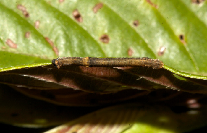 Figura 1. Dorsal entero <i>Ischnopteris chavesi</i>, (Geometridae), en la planta <i>Sabicea panamensis</i> (Rubiaceae). Sector Pitilla, Sendero Naciente, (elevación 700 metros). Colectada 19 marzo 2019. (19-SRNP-30489-DHJ764119.jpg).