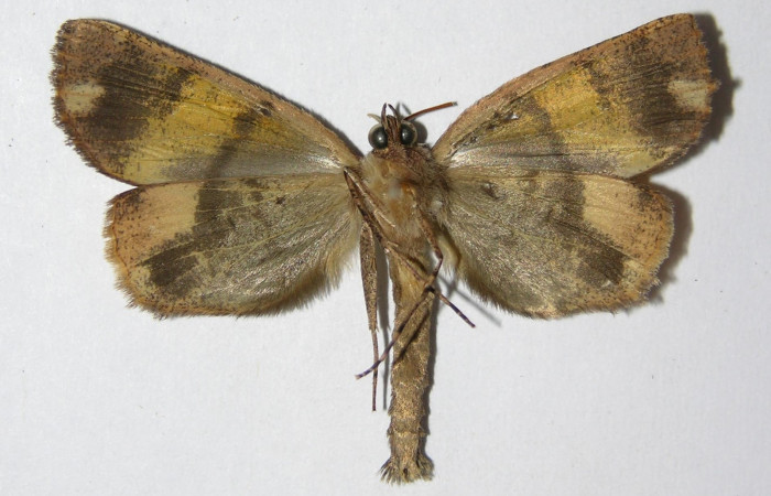 Figura 20. Adulto <i>Ischnopteris chavesi</i> (Geometridae), posición vista dorsal (macho). (01-SRNP-6415-DHJ325861).