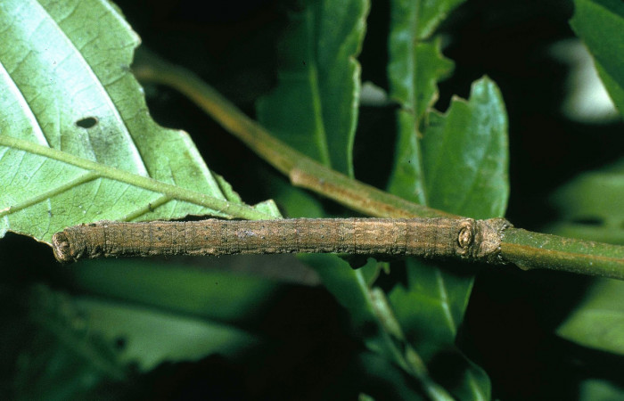 Figura 24.Dorsal entero <i>IIschnopteris</i> bifinitaDHJ02, (Geometridae), en la planta <i>Pterocarpus officinalis</i> (Fabaceae). Sector San Cristóbal, Finca San Gabriel. (elevación 645 metros). Colectada 14 junio 2004. (04-SRNP-2687-DHJ84277.jpg).