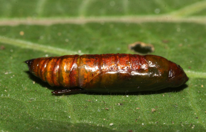 Figura 25. Pupa <i>Ischnopteri chavesi</i>, (Geometridae), ventral entero. (19-SRNP-30489-DHJ764776.jpg).