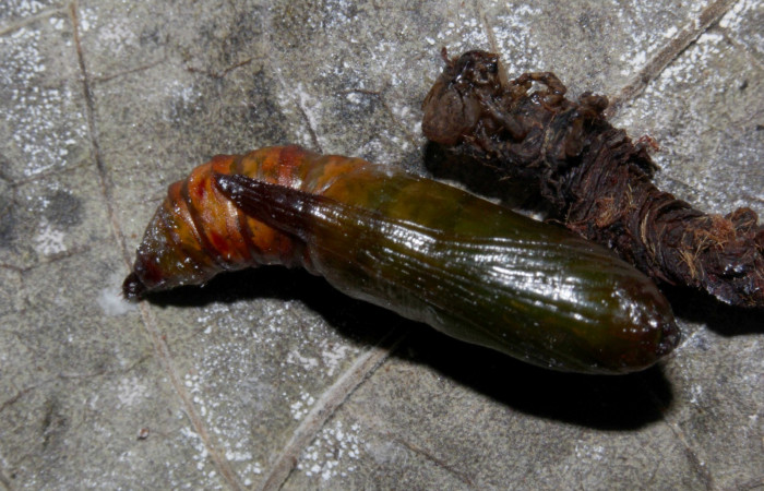Figura 26. Pupa <i>Ischnopteris </i> bifinitaDHJ02, (Geometridae), ventral entero. (18-SRNP-32016-DHJ748266.jpg).