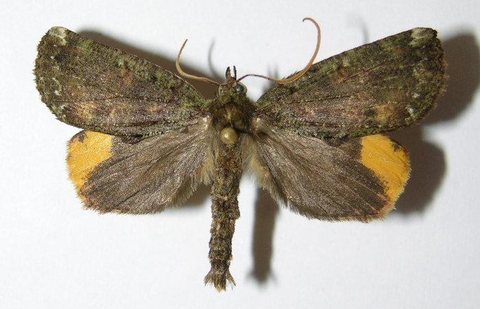 Figura 27. Adulto <i>Ischnopteris chavesi</i> (Geometridae), posición vista dorsal. (97-SRNP-1356-DHJ325872).