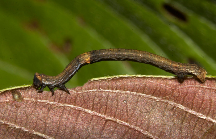 Figura 2. Lateral entero <i>Ischnopteris chavesi</i>, (Geometridae), en la planta <i>Sabicea panamensis</i> (Rubiaceae). Sector Pitilla, Sendero Naciente, (elevación 700 metros). Colectada 19 marzo 2019. (19-SRNP-30489-DHJ764120.jpg).