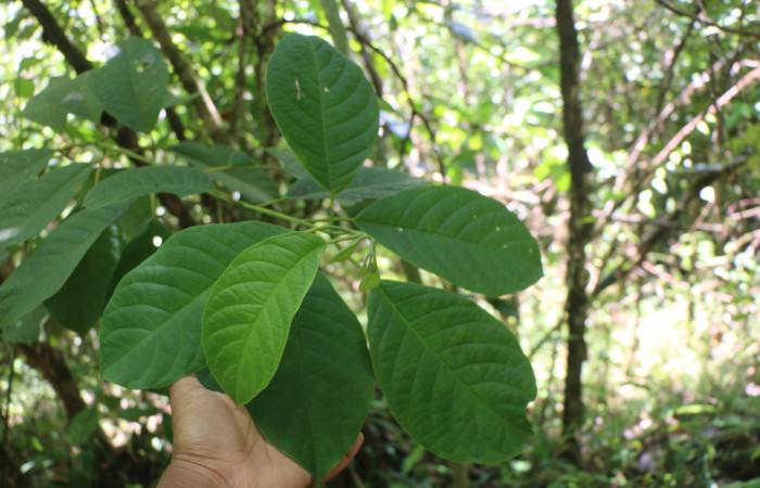 Figura 31. Planta hospedera <i>Siparuna thecaphora</i> (Siparunaceae), de <i>Ischnopteris bifinitaDHJ02</i>, (Geometridae). Foto, Anabelle Córdoba. 20 abril 2022.