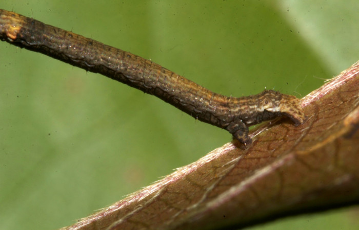Figura 4. Parte posterior <i>Ischnopteris chavesi</i>, (Geometridae), en la planta <i>Sabicea panamensis</i> (Rubiaceae). Sector Pitilla, Sendero Naciente, (elevación 700 metros). Colectada 19 marzo 2019. (19-SRNP-30489-DHJ764128.jpg).