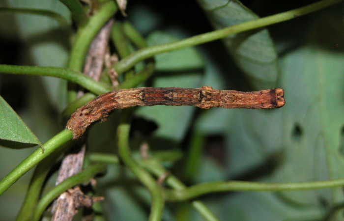 Figura 5. Dorsal entero <i>Ischnopteris chavesi</i>, (Geometridae), en la planta <i>Cissampelos pareira</i> (Menispermaceae). Sector Cacao, Estación Cacao, (elevación 1150 metros). Colectada 20 mayo 2003. (03-SRNP-4239-DHJ400533.jpg).