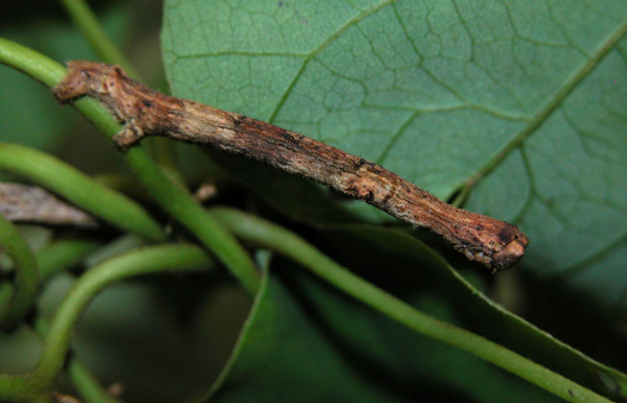 Figura 6. Lateral entero <i>Ischnopteris chavesi</i>, (Geometridae), en la planta <i>Cissampelos pareira</i> (Menispermaceae). Sector Cacao, Estación Cacao, (elevación 1150 metros). Colectada 20 mayo 2003. (03-SRNP-4239-DHJ400534.jpg).