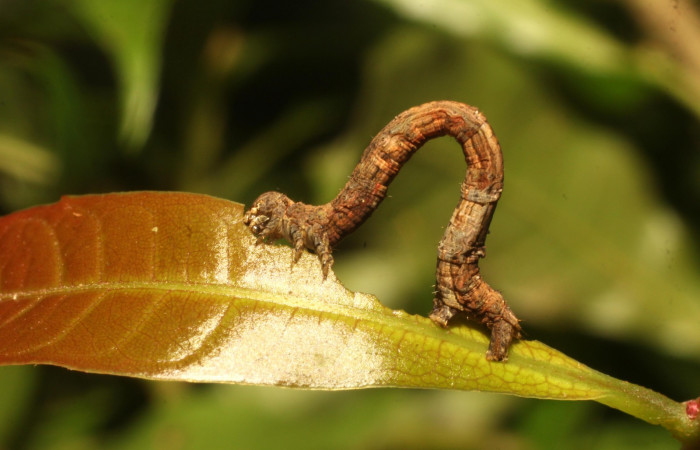 Figura 7. Lateral central <i>Ischnopteris chavesi</i>, (Geometridae), en la planta <i>Meliosma glabrata</i> (Sabiaceae). Sector Cacao, Sendero Derrumbe, (elevación 1220 metros). Colectada 5 febrero 2020. (20-SRNP-35115-DHJ770477.jpg).