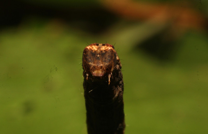 Figura 8. Cabeza <i>Ischnopteris chavesi</i>, (Geometridae), en la planta <i>Mosquitoxylum jamaicense</i> (Anacardiaceae). Sector Cacao, Sendero Derrumbe, (elevación 1220 metros). Colectada 18 junio 2020. (20-SRNP-35668-DHJ770600.jpg).