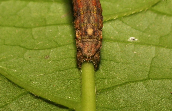 Figura 9. Parte posterior <i>Ischnopteris chavesi</i>, (Geometridae), en la planta <i>Meliosma glabrata</i> (Sabiaceae). Sector Cacao, Sendero Derrumbe, (elevación 1220 metros). Colectada 18 junio 2020. (20-SRNP-35668-DHJ770601.jpg).