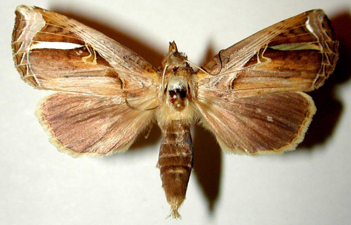 Figura 12. Adulto hembra de <i>Calledema plusia</i> (Notodontidae), vista dorsal. Voucher 00-SRNP-4326-DHJ32404.jpg.