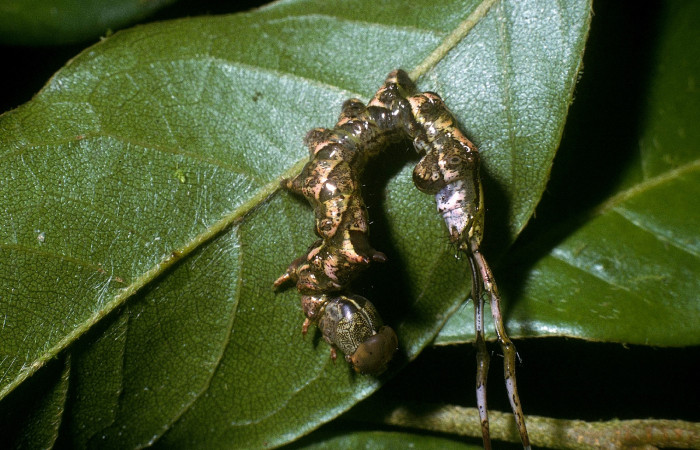 Figura 2. <i>Calledema jocasta</i> (Notodontidae), penúltimo estadio, posición lateral, Sector San Cristóbal, Puente Palma. Voucher 04-SRNP-3833-DHJ86177.jpg.