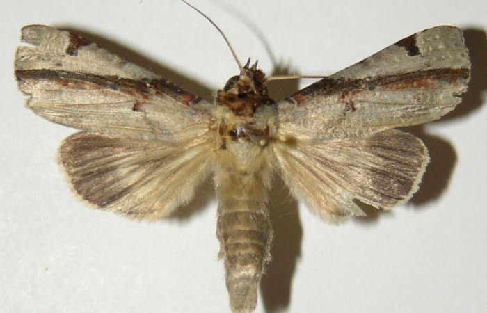 Figura 9. Adulto hembra de <i>Calledema jocasta</i> (Notodontidae), vista dorsal. Voucher 04-SRNP-3834-DHJ303142.jpg