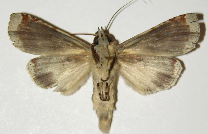 Figura 10. Adulto hembra de <i>Calledema jocasta</i> (Notodontidae), vista ventral. Voucher 04-SRNP-3834-DHJ303143.jpg.