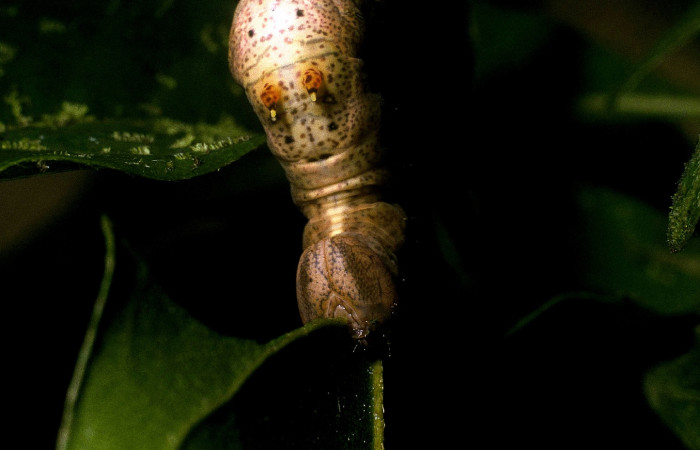 Figura 4. <i>Calledema jocasta</i> (Notodontidae), último estadio, posición frontal, Sector San Cristóbal, Puente Palma. Voucher 04-SRNP-3834-DHJ86118.jpg.