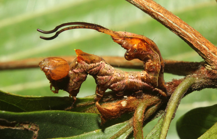 Figura 13. <i>Calledema argenta</i> (Notodontidae), último estadio, posición lateral. Estación Quica, Megrano 17-SRNP-72850-DHJ741175.jpg.