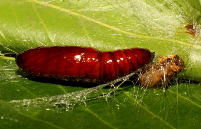 Figura 6. Pupa de <i>Calledema jocasta</i> (Notodontidae), vista lateral, Brasilia Gallinazo. Voucher 19-SRNP-65259-DHJ772127.jpg.