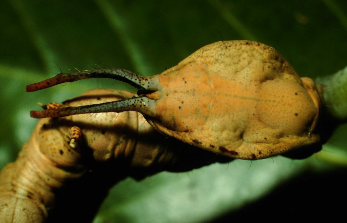 Figura 5. <i>Calledema jocasta</i> (Notodontidae), último estadio, posición tracera, Sector Santa Rosa, Laguna Agua Buena. Voucher 96-SRNP-7027-DHJ28026.jpg.